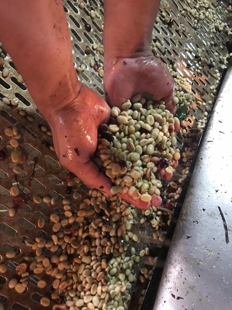 Arabica green coffee beans — natural parchment color